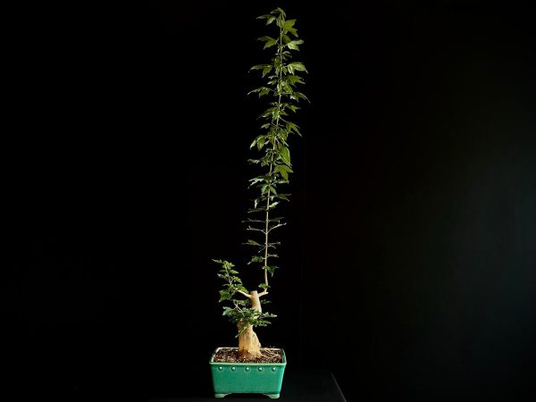 25N-62012 ACER BUERGERIANUM