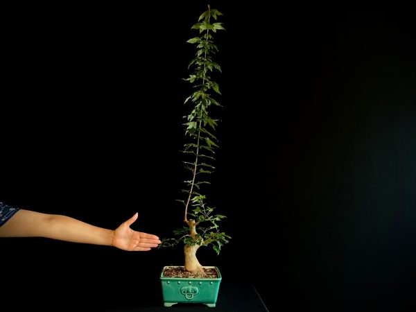25N-62012 ACER BUERGERIANUM