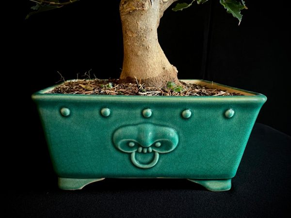 25N-62012 ACER BUERGERIANUM