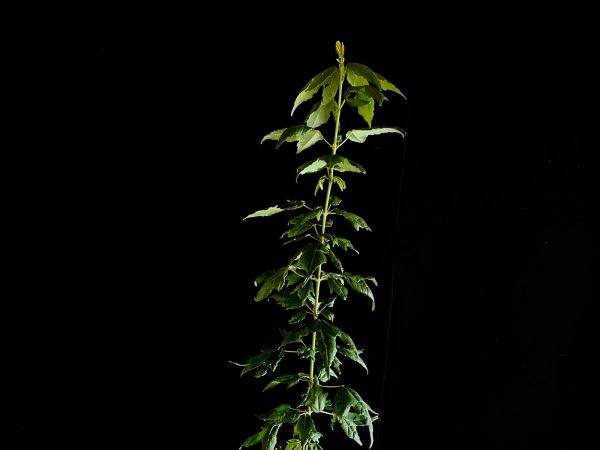 25N-62012 ACER BUERGERIANUM