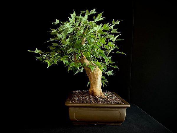 25N-62013 ACER BUERGERIANUM