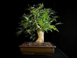 25N-62013 ACER BUERGERIANUM
