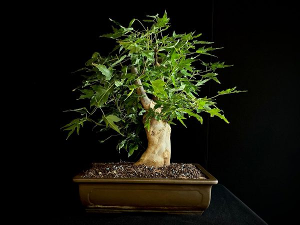 25N-62013 ACER BUERGERIANUM