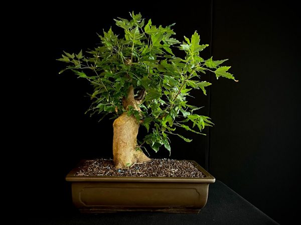 25N-62013 ACER BUERGERIANUM