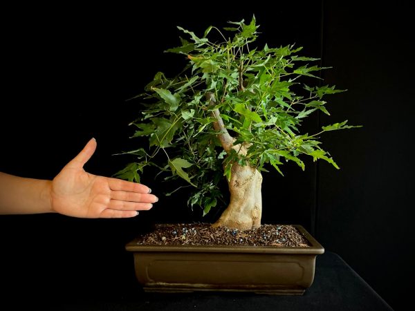25N-62013 ACER BUERGERIANUM
