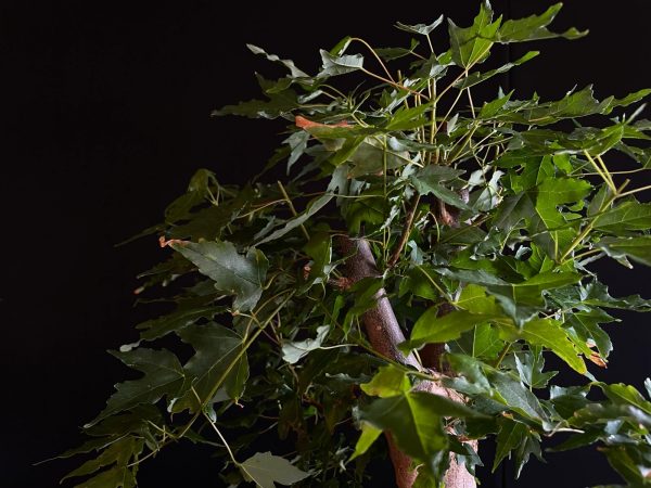 25N-62013 ACER BUERGERIANUM
