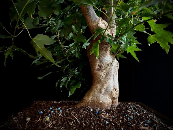25N-62013 ACER BUERGERIANUM