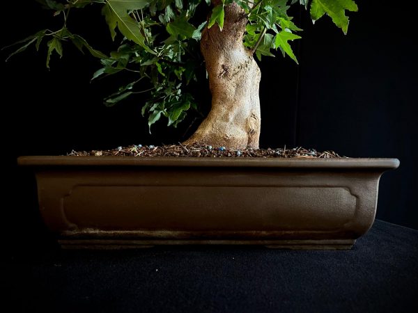25N-62013 ACER BUERGERIANUM