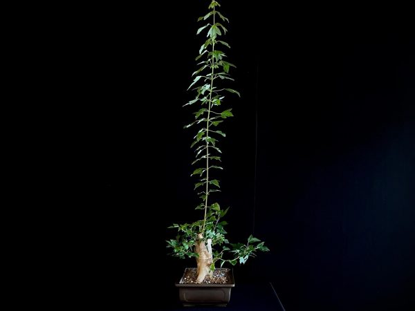 25N-62014 ACER BUERGERIANUM