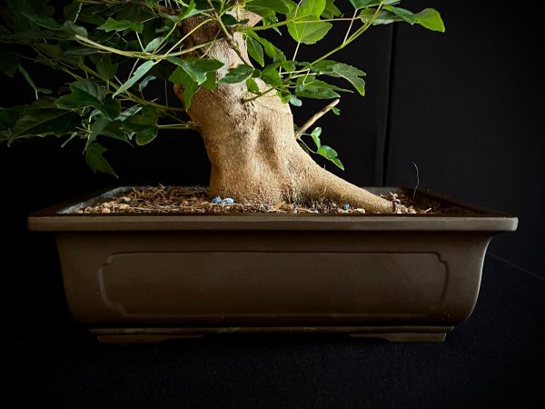 25N-62014 ACER BUERGERIANUM