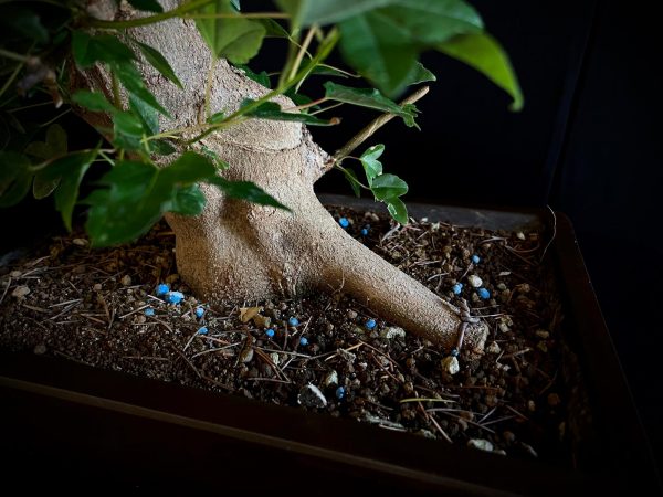 25N-62014 ACER BUERGERIANUM