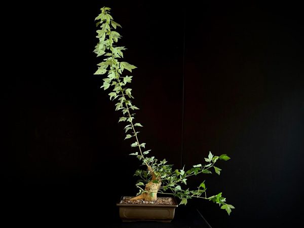 25N-62014 ACER BUERGERIANUM