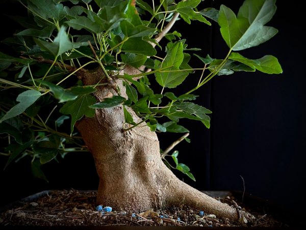 25N-62014 ACER BUERGERIANUM