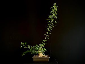 25N-62014 ACER BUERGERIANUM