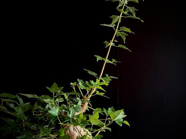 25N-62014 ACER BUERGERIANUM
