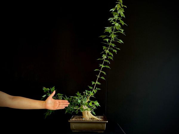 25N-62014 ACER BUERGERIANUM