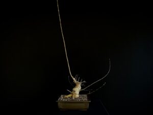 25N-62014 ACER BUERGERIANUM