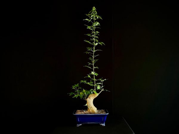 25N-62015 ACER BUERGERIANUM