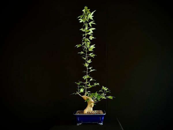 25N-62015 ACER BUERGERIANUM