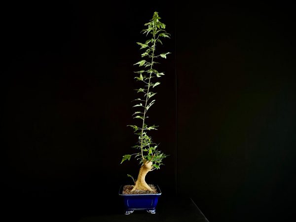 25N-62015 ACER BUERGERIANUM
