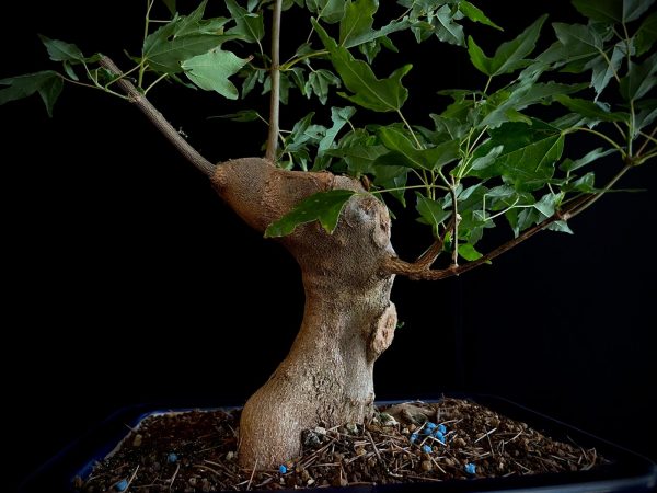 25N-62015 ACER BUERGERIANUM