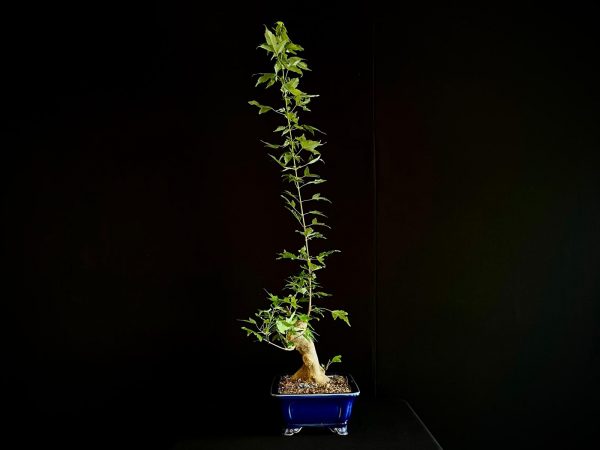 25N-62015 ACER BUERGERIANUM