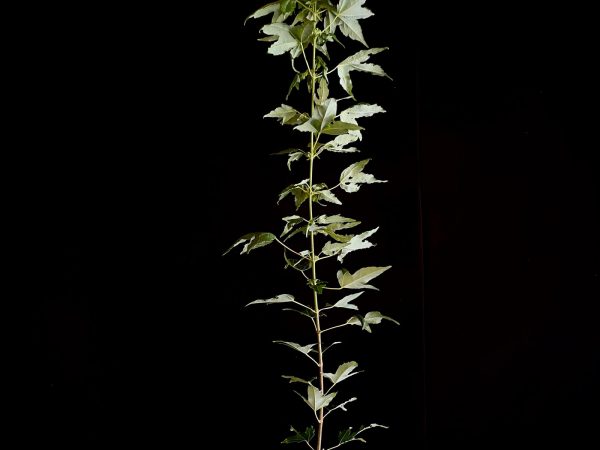 25N-62015 ACER BUERGERIANUM