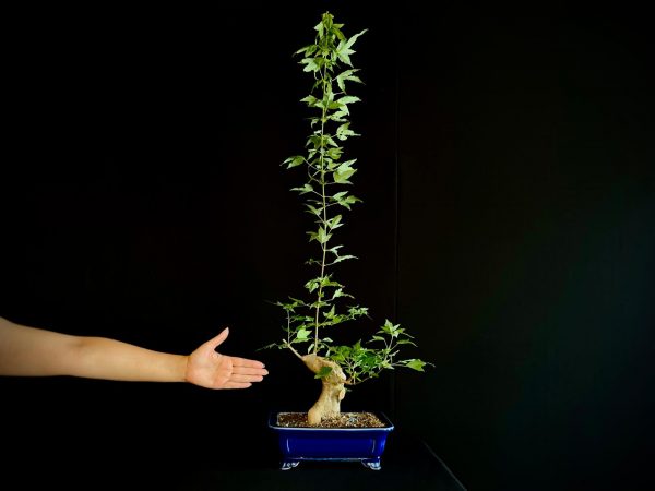 25N-62015 ACER BUERGERIANUM