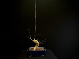 25N-62015 ACER BUERGERIANUM