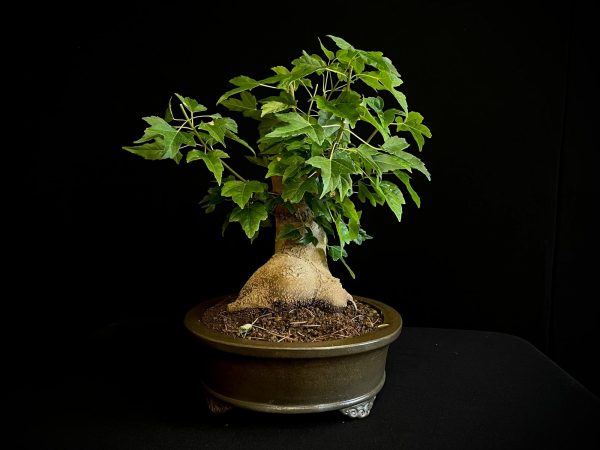 25N-62017 ACER BUERGERIANUM