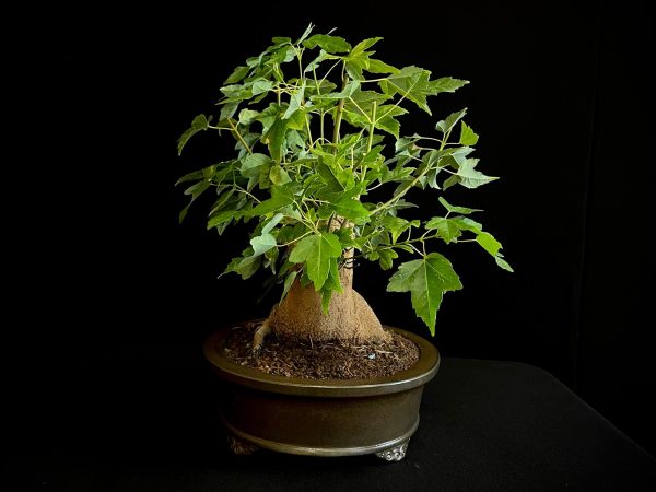 25N-62017 ACER BUERGERIANUM