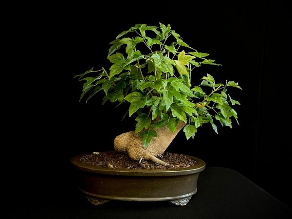 25N-62017 ACER BUERGERIANUM
