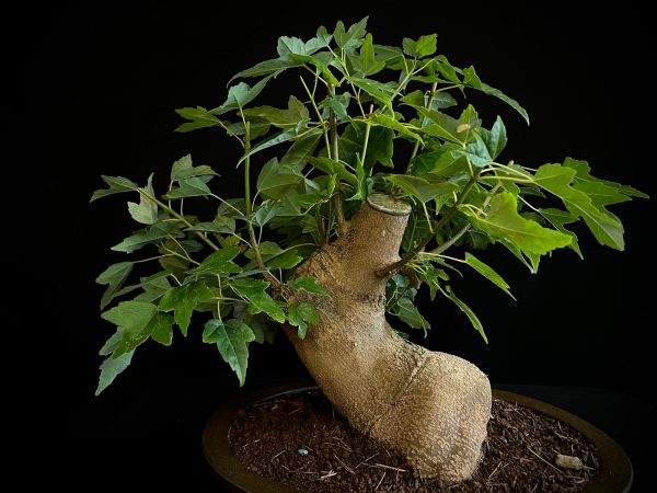 25N-62017 ACER BUERGERIANUM