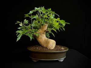 25N-62017 ACER BUERGERIANUM