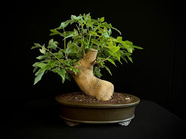 25N-62017 ACER BUERGERIANUM