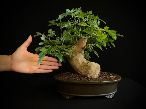 25N-62017 ACER BUERGERIANUM