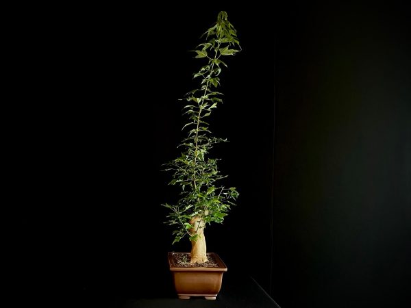 25N-62018 ACER BUERGERIANUM