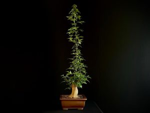 25N-62018 ACER BUERGERIANUM
