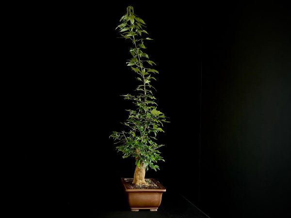 25N-62018 ACER BUERGERIANUM