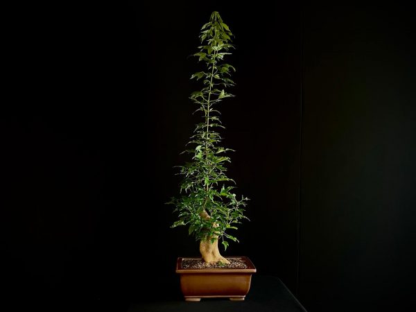 25N-62018 ACER BUERGERIANUM