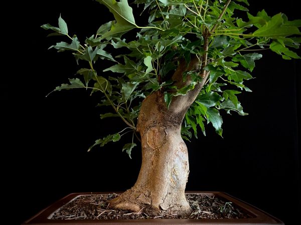 25N-62018 ACER BUERGERIANUM