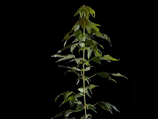 25N-62018 ACER BUERGERIANUM