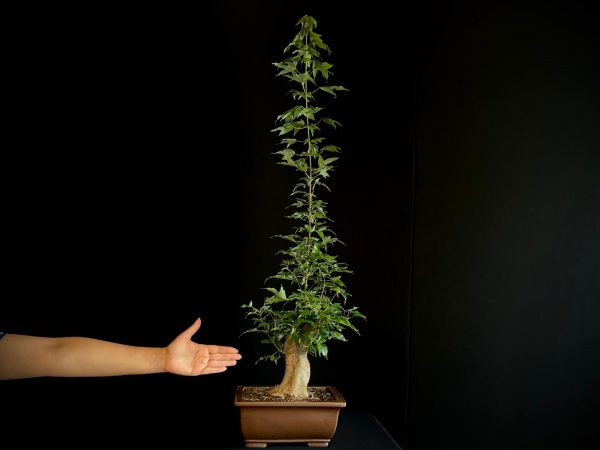 25N-62018 ACER BUERGERIANUM