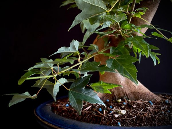 25N-62019 ACER BUERGERIANUM