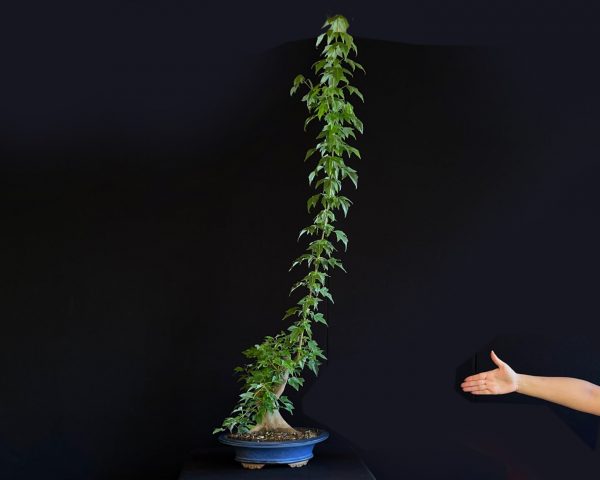 25N-62019 ACER BUERGERIANUM