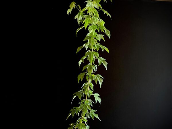25N-62019 ACER BUERGERIANUM