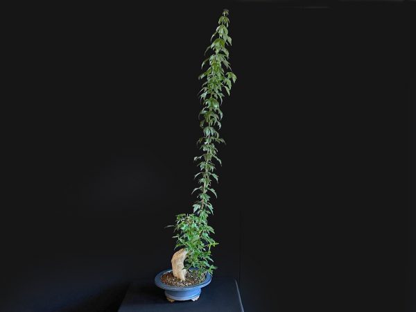 25N-62019 ACER BUERGERIANUM