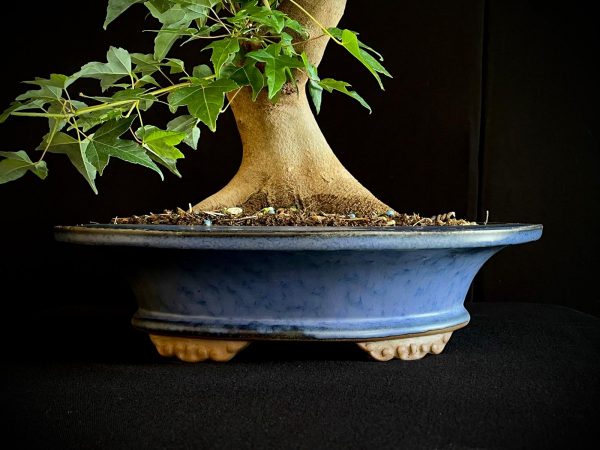 25N-62019 ACER BUERGERIANUM