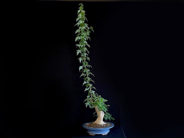 25N-62019 ACER BUERGERIANUM