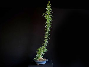 25N-62019 ACER BUERGERIANUM
